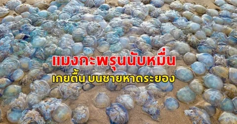 แมงกะพรุนนับหมื่น เกยตื้น บนชายหาดระยอง