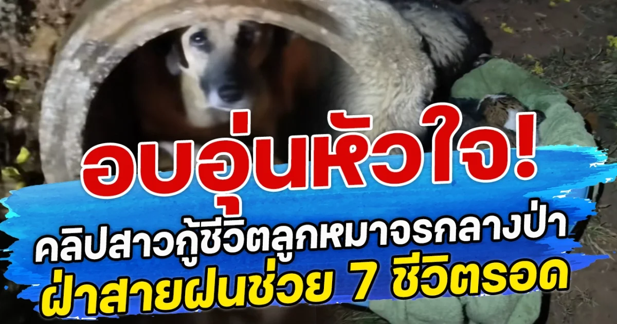 อบอุ่นหัวใจ! คลิปสาวกู้ชีวิตลูกหมาจรกลางป่า ฝ่าสายฝนช่วย 7 ชีวิตรอด