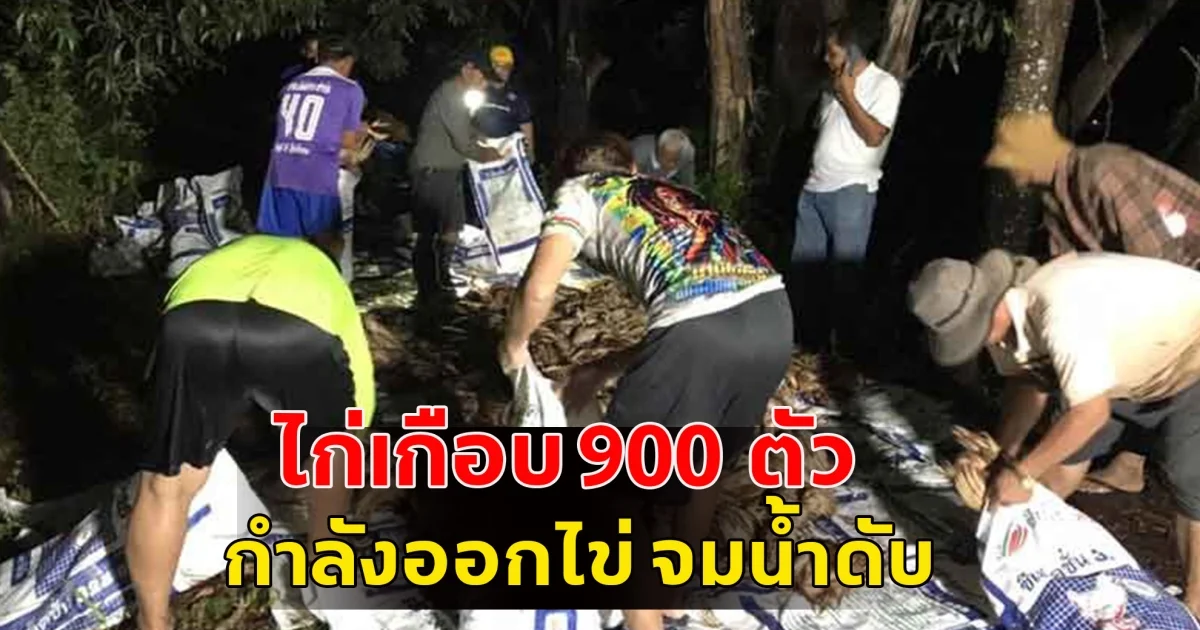 เจ้าของฟาร์มไก่ เศร้า พายุฤดูร้อนถล่ม ไก่เกือบ 900 ตัว กำลังออกไข่ จมน้ำดับ