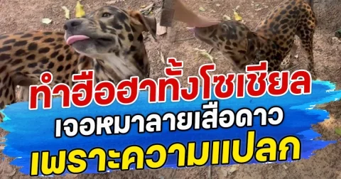 ทำฮือฮาทั้งโซเชียล เจอหมาลายเสือดาว เพราะความแปลก