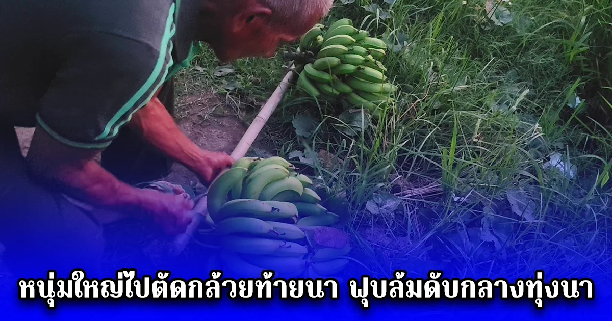 หนุ่มใหญ่ไปตัดกล้วยท้ายนา ฟุบล้มดับกลางทุ่งนา ญาติออกตามหา พบเครือกล้วยสองหวี