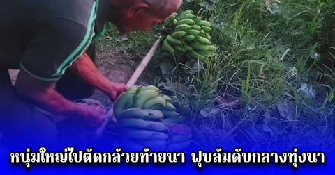 หนุ่มใหญ่ไปตัดกล้วยท้ายนา ฟุบล้มดับกลางทุ่งนา ญาติออกตามหา พบเครือกล้วยสองหวี