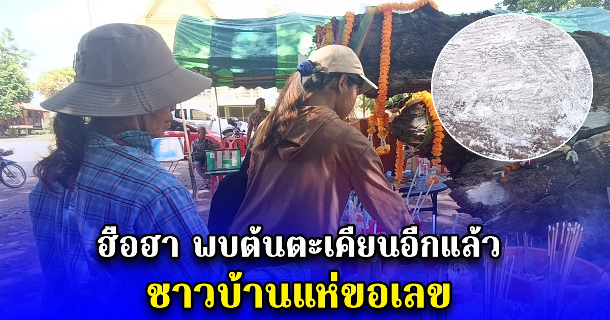 ฮือฮา พบต้นตะเคียนอีกแล้ว ถึง 3 ต้น ชาวบ้านแห่ขอเลข