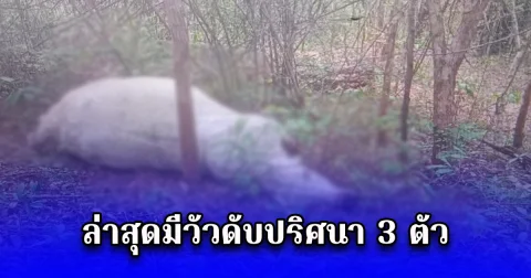 ชาวบ้านผวา โรคระบาด หลังมีคนเสียชีวิตแล้ว ล่าสุดมีวัวดับปริศนา 3 ตัว ลั่งห้ามเคลื่อนย้าย ห้ามสัมผัส เด็ดขาด