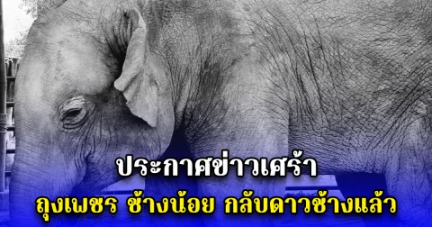 ประกาศข่าวเศร้า ถุงเพชร ช้างน้อย กลับดาวช้างแล้ว