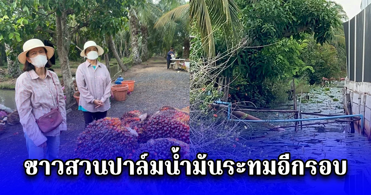 ชาวสวนปาล์มน้ำมันระทมอีกรอบ หลังทุนจีนสร้างโรงงานแปรรูปทุเรียน ปล่อยน้ำเสียลงคลองส่งกลิ่นเหม็น