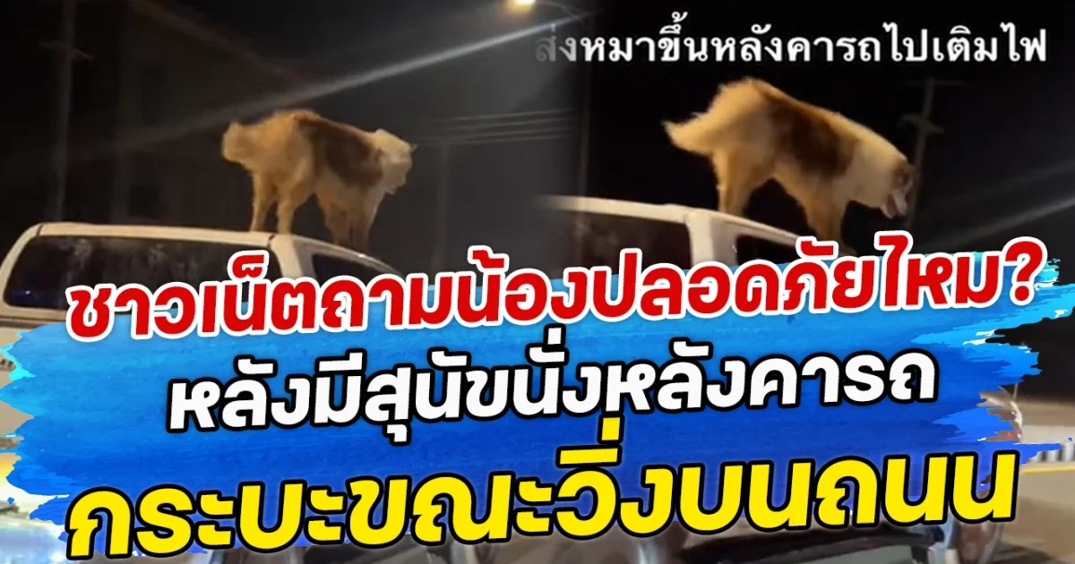 ชาวเน็ตถาม น้องปลอดภัยไหม? หลังมีสุนัขนั่งหลังคารถ กระบะขณะวิ่งบนถนน