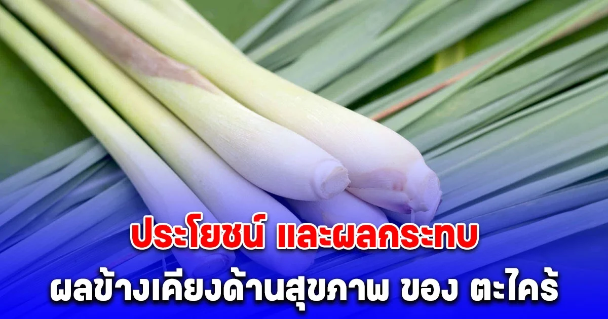 ประโยชน์ และผลกระทบ ผลข้างเคียงด้านสุขภาพ ของ ตะไคร้