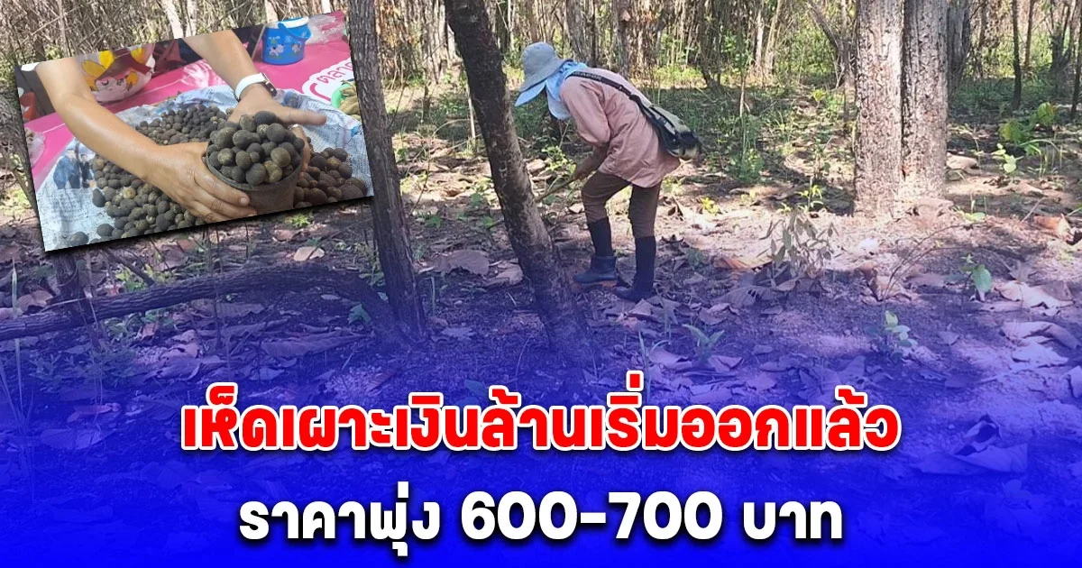 เห็ดเผาะเงินล้านบ้านภูเงิน เริ่มออกแล้ว ชาวบ้านแห่หาเก็บขาย ราคาพุ่ง 600-700 บาท