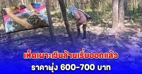 เห็ดเผาะเงินล้านบ้านภูเงิน เริ่มออกแล้ว ชาวบ้านแห่หาเก็บขาย ราคาพุ่ง 600-700 บาท