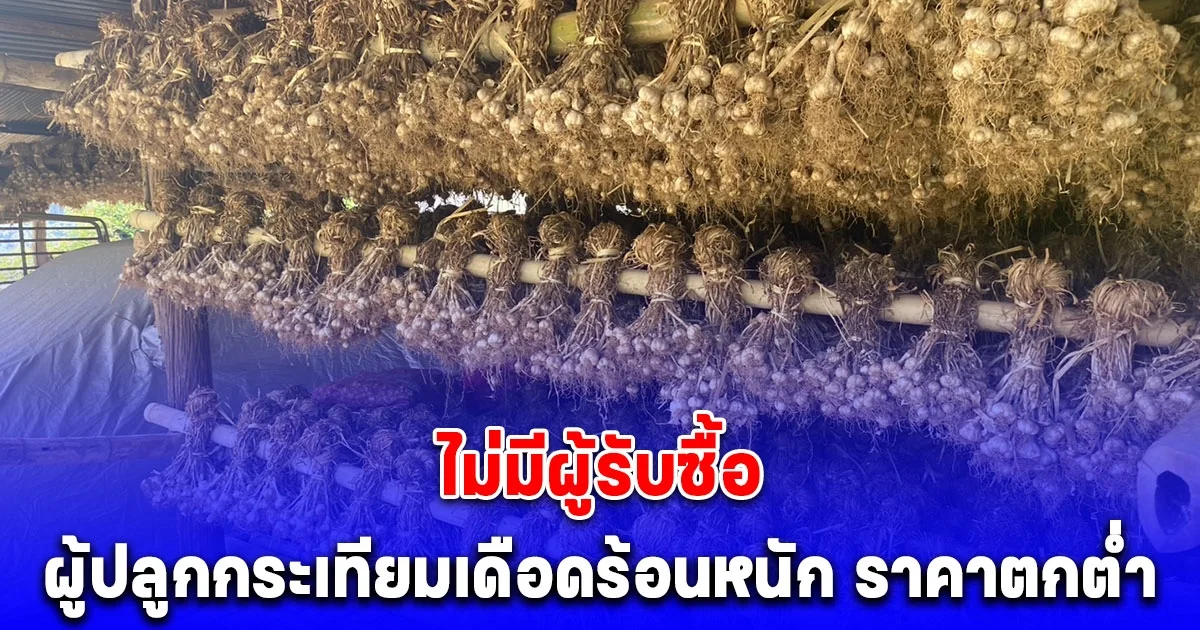 วอนรัฐช่วยด่วน! ผู้ปลูกกระเทียมเดือดร้อนหนัก ราคาตกต่ำ ไม่มีผู้รับซื้อ