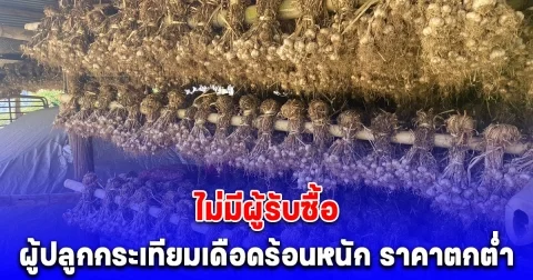วอนรัฐช่วยด่วน! ผู้ปลูกกระเทียมเดือดร้อนหนัก ราคาตกต่ำ ไม่มีผู้รับซื้อ