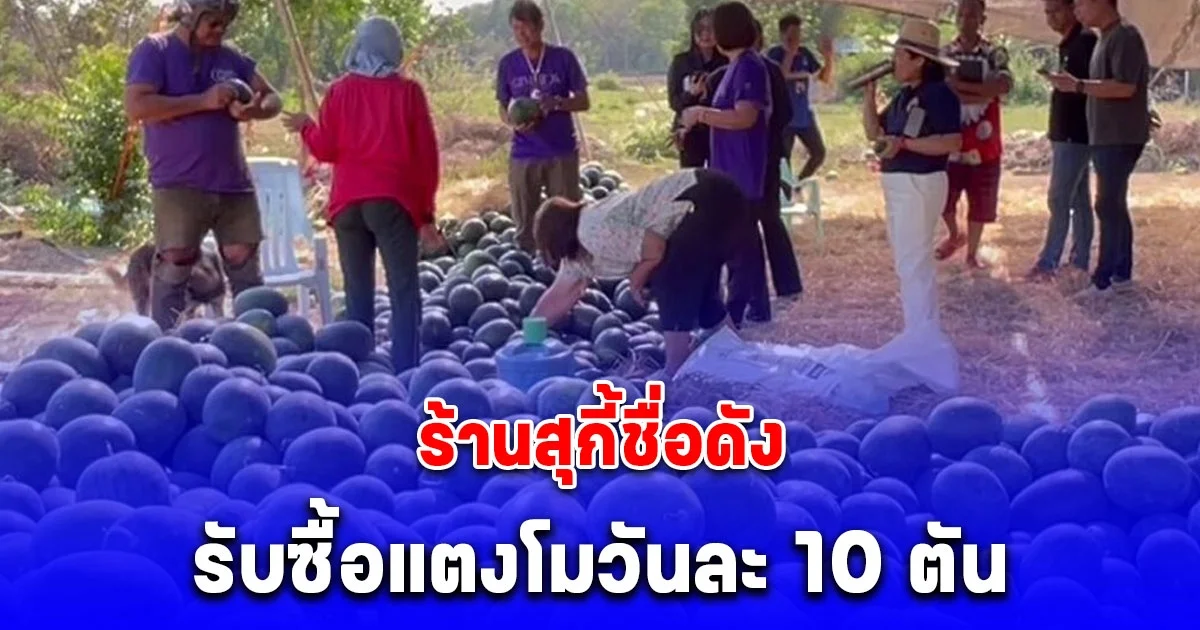 ยิ้มออกแล้ว! ร้านสุกี้ชื่อดัง ช่วยเกษตรกร จ.ชัยนาท รับซื้อแตงโมวันละ 10 ตัน