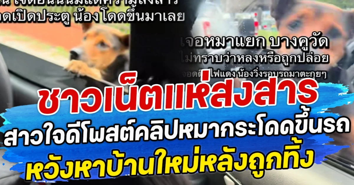 ชาวเน็ตแห่สงสาร สาวใจดีโพสต์คลิปหมากระโดดขึ้นรถ หวังหาบ้านใหม่หลังถูกทิ้ง