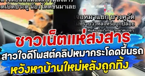 ชาวเน็ตแห่สงสาร สาวใจดีโพสต์คลิปหมากระโดดขึ้นรถ หวังหาบ้านใหม่หลังถูกทิ้ง