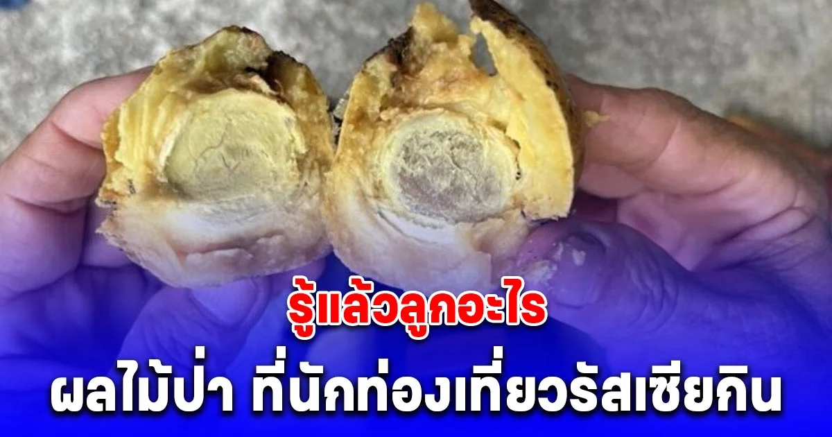 อันตรายถึงชีวิต รู้แล้วลูกอะไร ผลไม้ป่า ที่นักท่องเที่ยวรัสเซีย กินแล้วคลื่นไส้ แน่นหน้าอก น้ำลายฟูมปาก