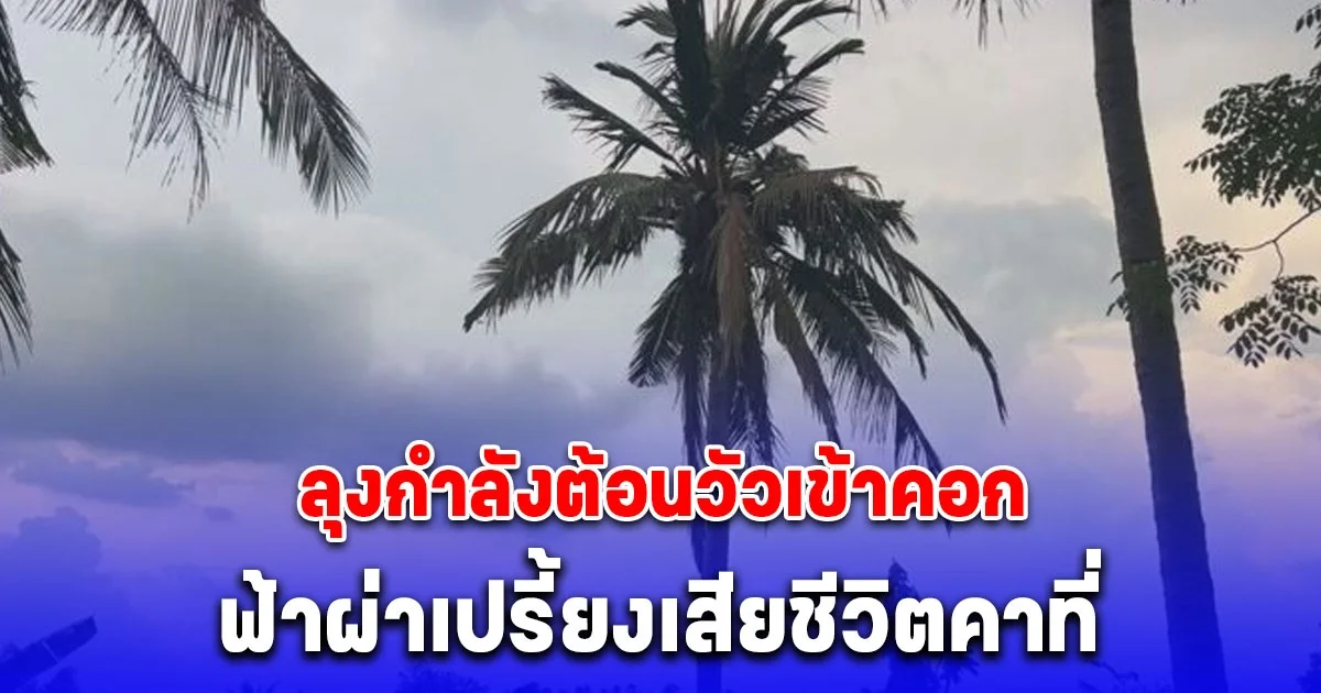 ลุงกำลังต้อนวัวเข้าคอก เดินผ่านสวน ฟ้าผ่าต้นมะพร้าว เปรี้ยงเสียชีวิตคาที่