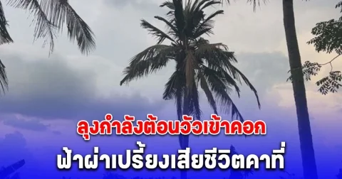 ลุงกำลังต้อนวัวเข้าคอก เดินผ่านสวน ฟ้าผ่าต้นมะพร้าว เปรี้ยงเสียชีวิตคาที่