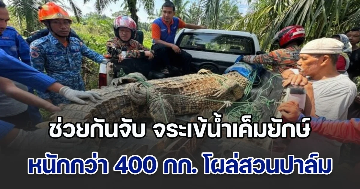 ผงะ! ชาวบ้านช่วยกันจับ จระเข้น้ำเค็มยักษ์ หนักกว่า 400 กิโลกรัม โผล่สวนปาล์ม ต้องใช้แรงกว่า 20 คน ถึงเอาอยู่ (ข่าวตปท.)