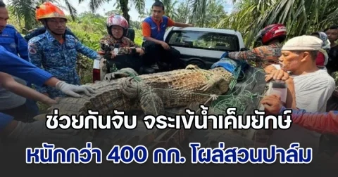 ผงะ! ชาวบ้านช่วยกันจับ จระเข้น้ำเค็มยักษ์ หนักกว่า 400 กิโลกรัม โผล่สวนปาล์ม ต้องใช้แรงกว่า 20 คน ถึงเอาอยู่ (ข่าวตปท.)