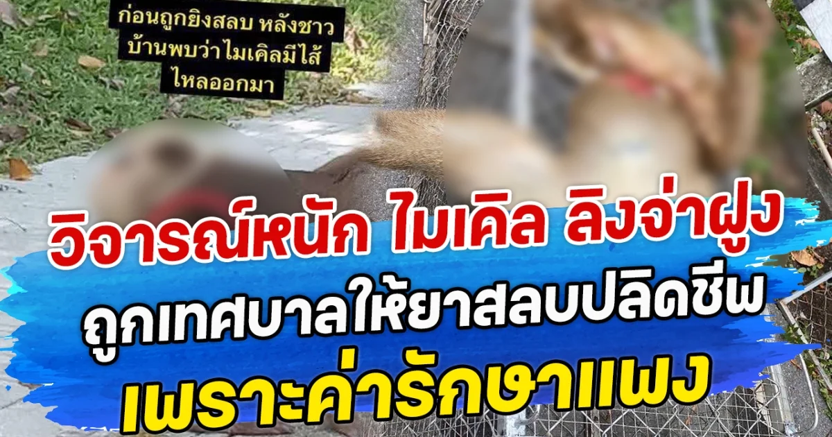 วิจารณ์หนัก ไมเคิล ลิงจ่าฝูง ถูกเทศบาลให้ยาสลบปลิดชีพ เพราะค่ารักษาแพง