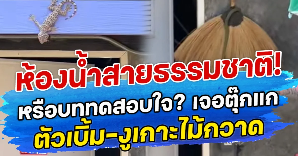 ห้องน้ำสายธรรมชาติ! หรือบททดสอบใจ? เจอตุ๊กแกตัวเบิ้ม-งูเกาะไม้กวาด