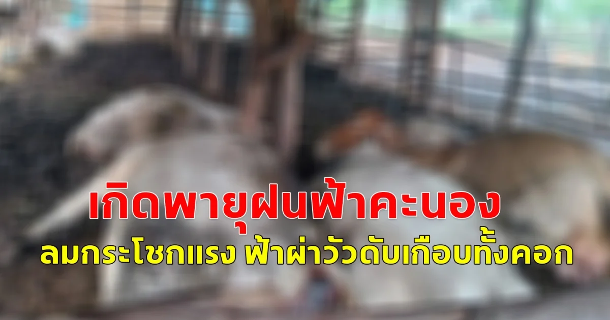 เกิดพายุฝนฟ้าคะนอง ลมกระโชกแรง ฟ้าผ่าวัวดับเกือบทั้งคอก