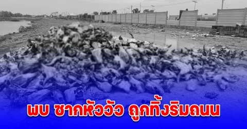 พบ ซากหัววัว ถูกทิ้งริมถนน ส่งกลิ่นเหม็นหนัก