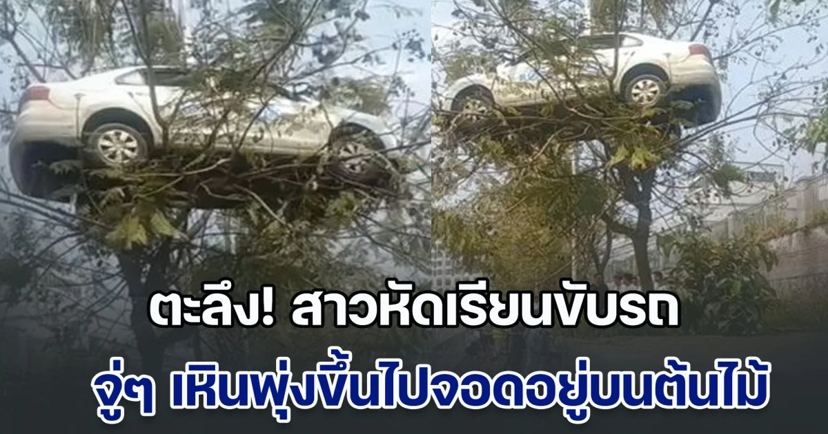 ตะลึงกันทั้งถนน! สาวหัดเรียนขับรถ จู่ๆ เหินพุ่งขึ้นไปจอดอยู่บนต้นไม้ แต่ผลสอบสวนพลิกความคาดหมาย (ข่าวตปท.)