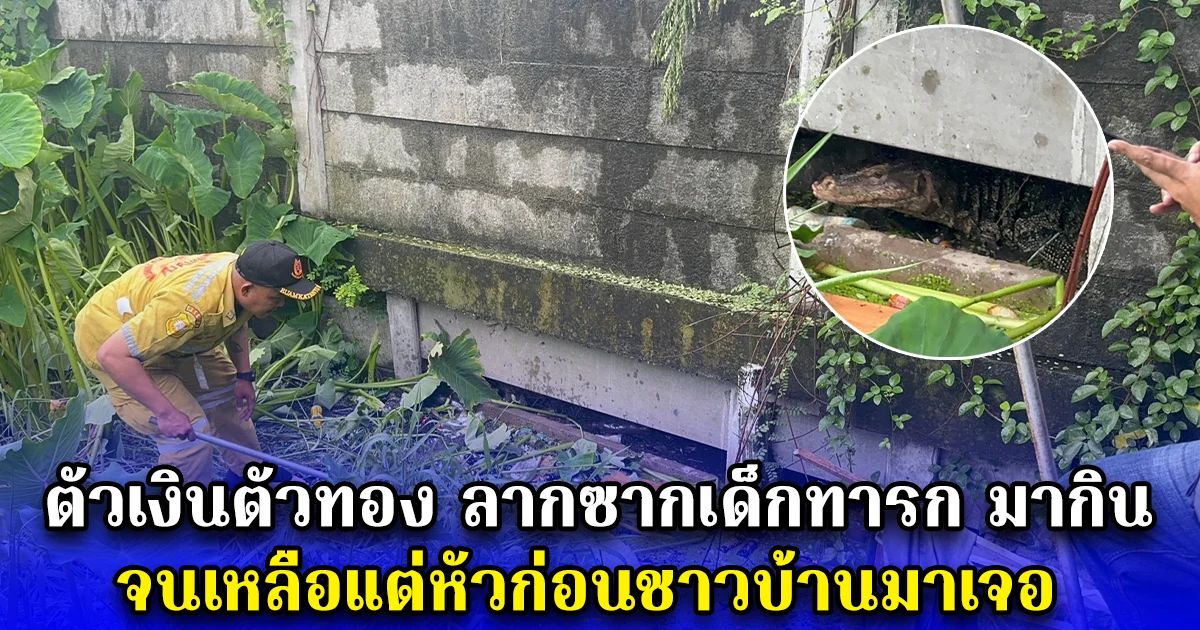 ตัวเงินตัวทอง ลากซากเด็กทารก มากินจนเหลือแต่หัวก่อนชาวบ้านมาเจอ