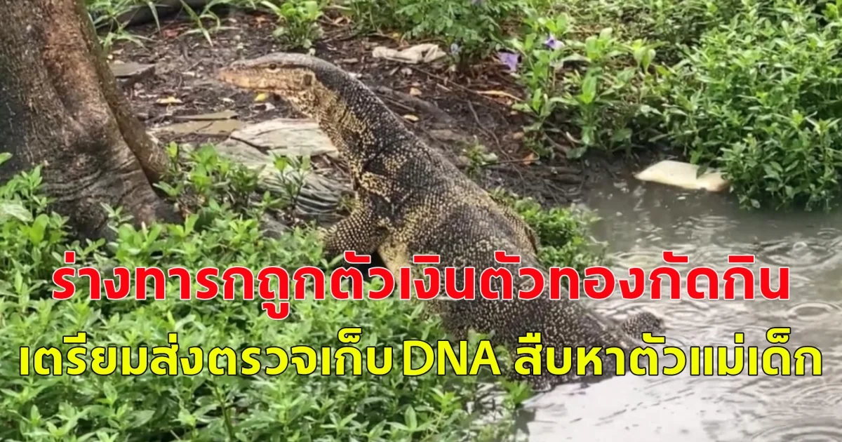 ร่างทารกถูกตัวเงินตัวทองกัดกิน เตรียมส่งตรวจเก็บ DNA สืบหาตัวแม่เด็ก