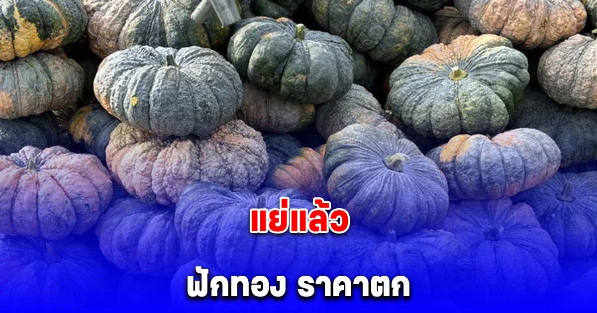 ฟักทอง ราคาตก เกษตรกร เรียกร้อง พาณิชย์ เร่งแก้ด่วน!