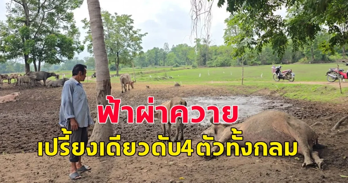 เกิดเหตุ ฟ้าผ่ารอบเดียว ควายดับทั้งกลมทันที 4 ตัว ลูกควายเผือกร้องระงมหาแม่สุดสลด