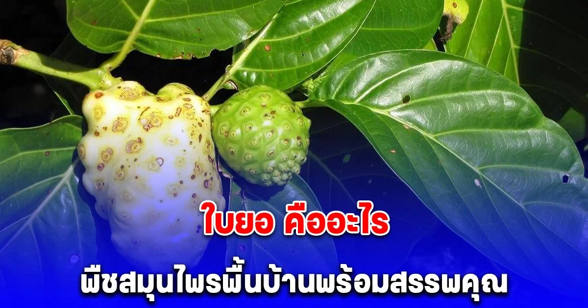 รู้จัก ใบยอ พืชสมุนไพรพื้นบ้านพร้อมสรรพคุณ