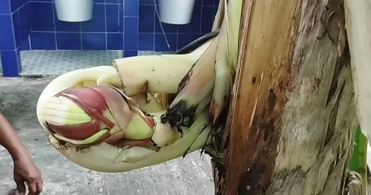 ขนลุก! ชาวบ้านพบหัวปลีออกกลางต้นกล้วย เผยเคยมีคนขับรถผ่านวัด เห็นสาวแต่งชุดไทยอยู่ป่าต้นกล้วย