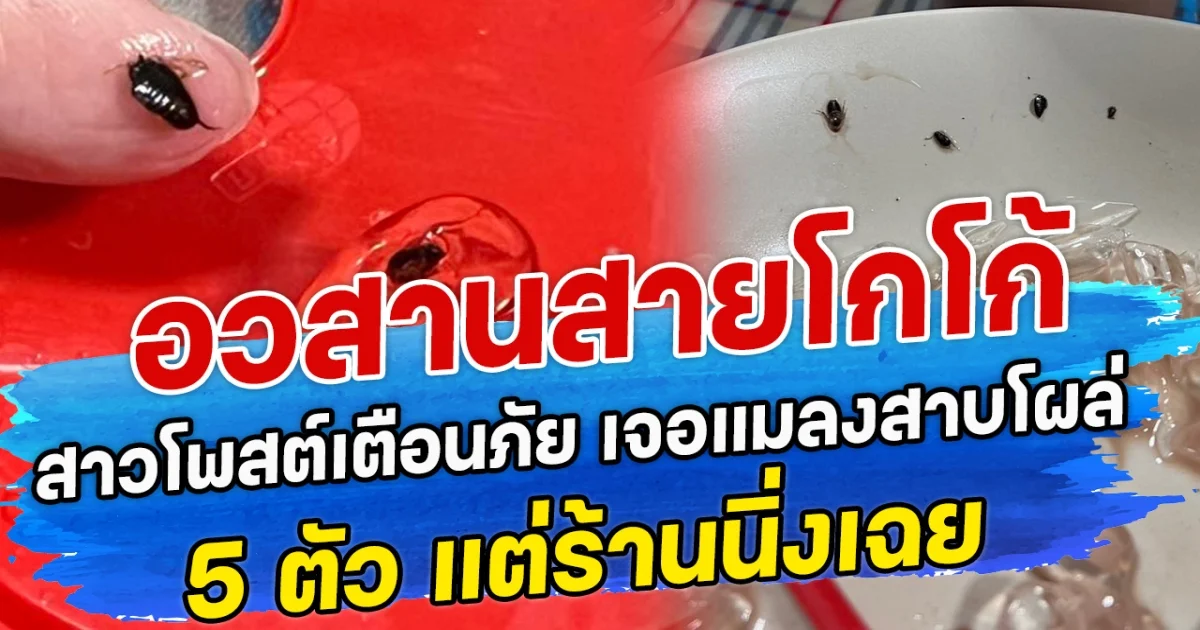 อวสานสายโกโก้ เจอแมลงสาบโผล่ 5 ตัว สาวโพสต์เตือนภัย แต่ร้านนิ่งเฉย