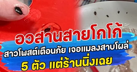 อวสานสายโกโก้ เจอแมลงสาบโผล่ 5 ตัว สาวโพสต์เตือนภัย แต่ร้านนิ่งเฉย