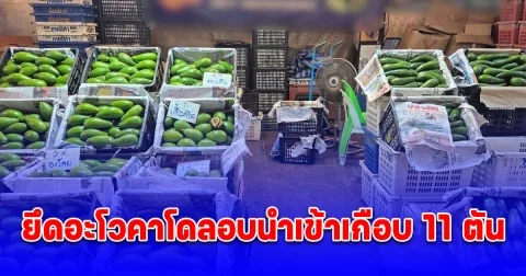 ยึดอะโวคาโดลอบนำเข้าเกือบ 11 ตัน พบอำพรางสินค้านำเข้า แปลงเป็นผลไม้ชนิดอื่น หวังตบตาเจ้าหน้าที่