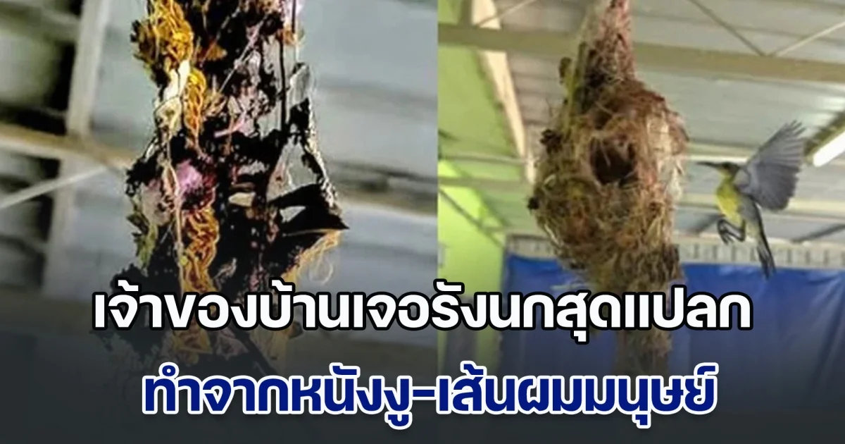 เป็นไปได้! เจ้าของบ้านเจอรังนกสุดแปลก ทำจากหนังงู-เส้นผมมนุษย์ ดูชัด ๆ ยิ่งช็อก มีสร้อยทองอยู่ด้วย (ข่าวตปท.)