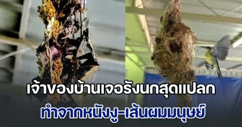 เป็นไปได้! เจ้าของบ้านเจอรังนกสุดแปลก ทำจากหนังงู-เส้นผมมนุษย์ ดูชัด ๆ ยิ่งช็อก มีสร้อยทองอยู่ด้วย (ข่าวตปท.)