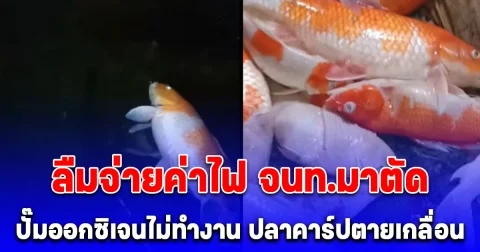 หนุ่มลืมจ่ายค่าไฟ จนท.มาตัด ปั๊มออกซิเจนไม่ทำงาน ปลาคาร์ปตายเกลื่อน พ้อน่าจะโทรบอกกันบ้าง