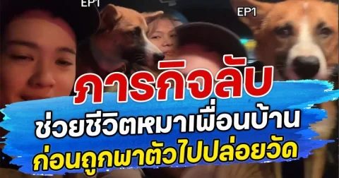 ภารกิจลับช่วยชีวิตหมา  เพื่อนบ้าน  ก่อนถูกพาตัวไปปล่อยวัด