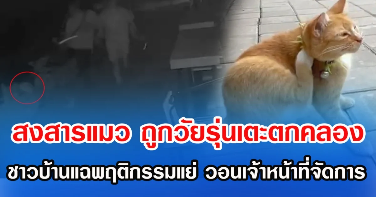 สงสารแมว วัยรุ่นเตะตกคลองกลางดึก ชาวบ้านแฉพฤติกรรมแย่ วอนเจ้าหน้าที่จัดการ