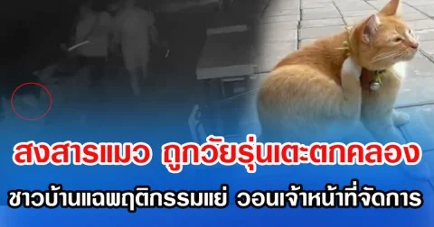 สงสารแมว วัยรุ่นเตะตกคลองกลางดึก ชาวบ้านแฉพฤติกรรมแย่ วอนเจ้าหน้าที่จัดการ