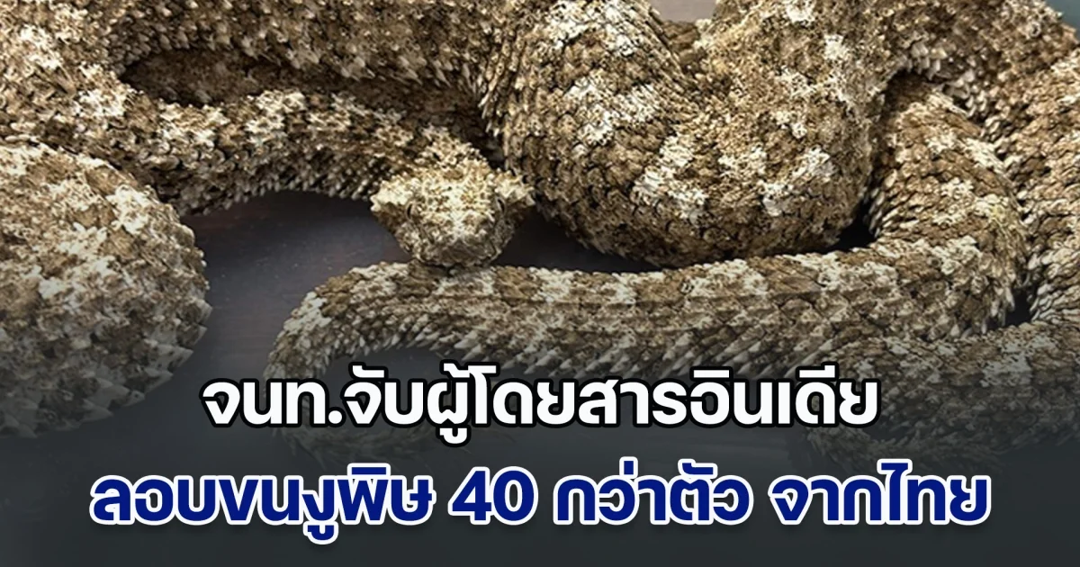 งามหน้าอีกแล้ว! จนท.จับผู้โดยสาร ลอบขนงูพิษ 40 กว่าตัว จากประเทศไทย ขึ้นเครื่องบินเข้าอินเดีย เปิดภาพดูขนลุกซู่เลย