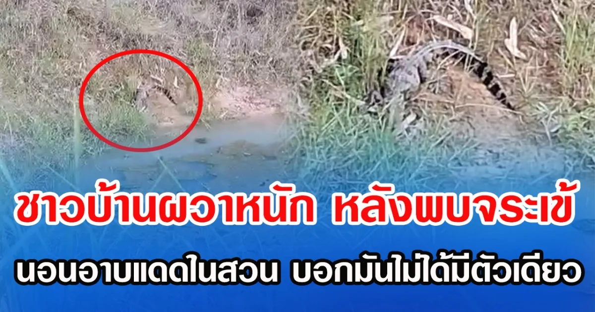 ชาวบ้านผวาหนัก หลังพบจระเข้ นอนอาบแดดในสวน บอกมันไม่ได้มีตัวเดียว