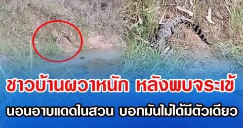 ชาวบ้านผวาหนัก หลังพบจระเข้ นอนอาบแดดในสวน บอกมันไม่ได้มีตัวเดียว