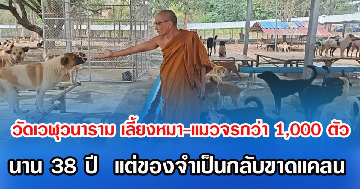 วัดเวฬุวนาราม เลี้ยงหมา-แมวจรกว่า 1,000 ตัว นาน 38 ปี  แต่ของจำเป็นกลับขาดแคลน