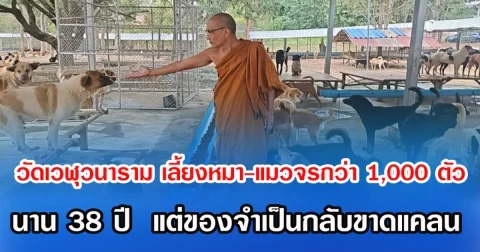 วัดเวฬุวนาราม เลี้ยงหมา-แมวจรกว่า 1,000 ตัว นาน 38 ปี  แต่ของจำเป็นกลับขาดแคลน