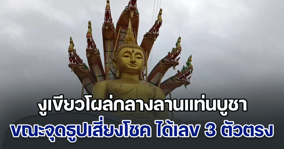 ฮือฮา! งูเขียวโผล่กลางลานแท่นบูชาพระนาคปรกสูง 19 เมตร ขณะจุดธูปเสี่ยงโชค ได้เลข 3 ตัวตรง ลุ้นโชค